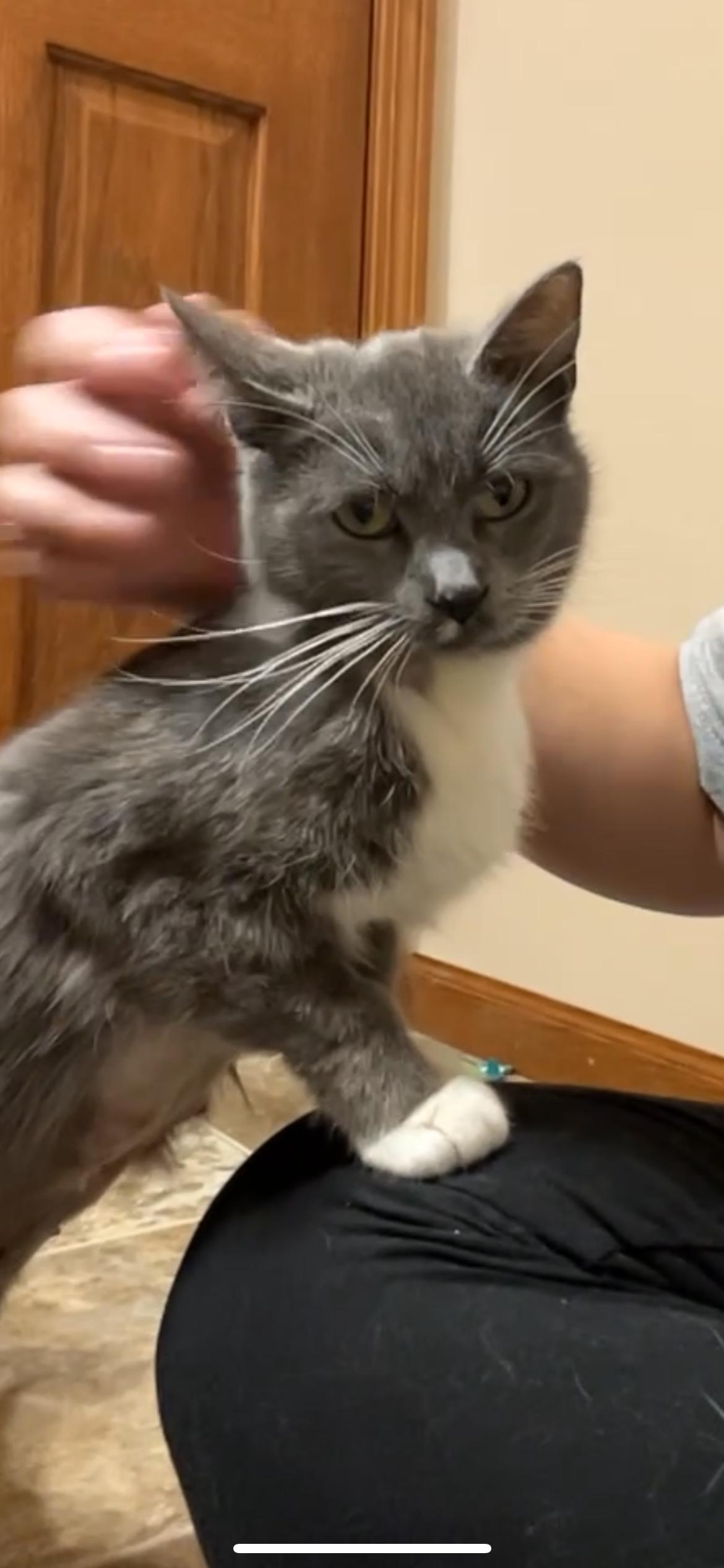 Enlarge Bunny, a Adopted Domestic Short Hair in Rice, MN image 6/6