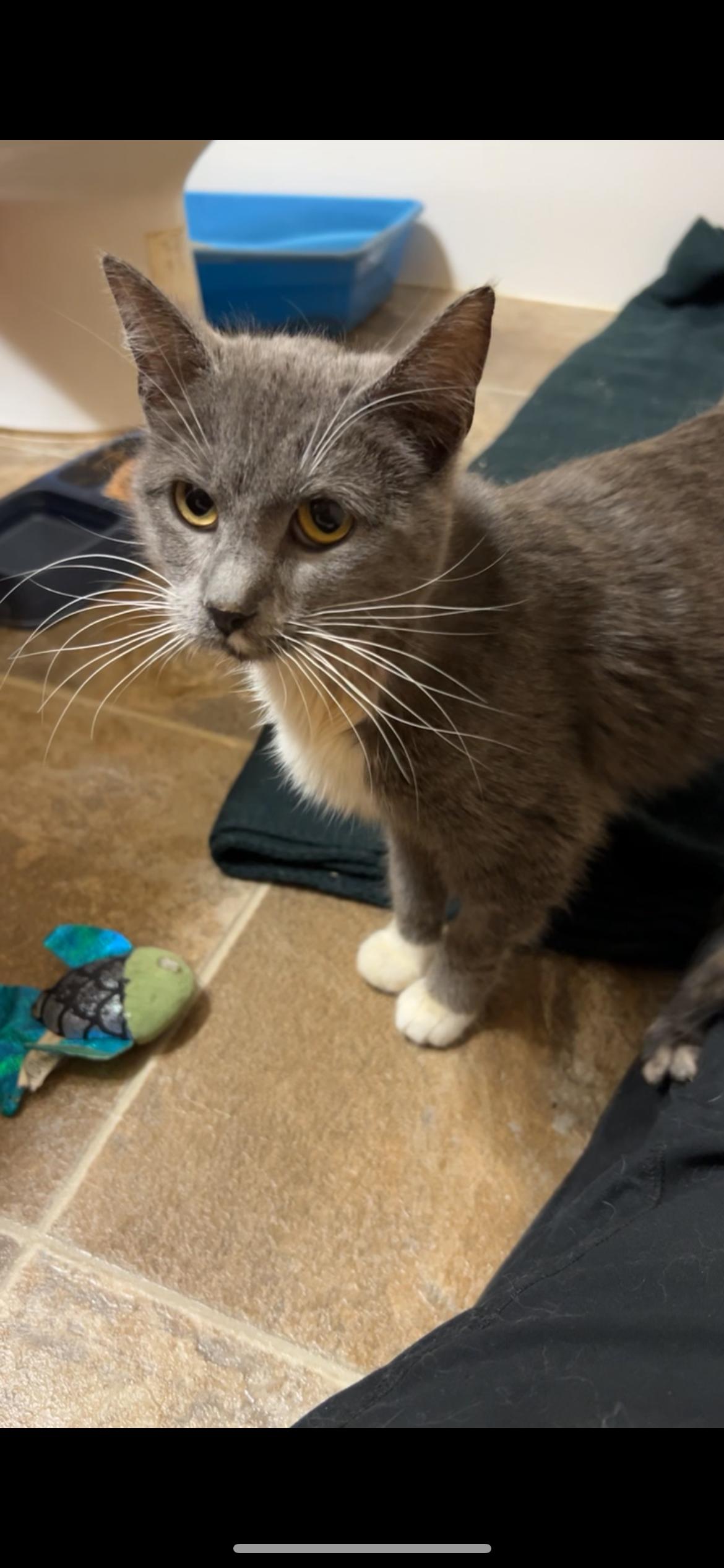 Enlarge Bunny, a Adopted Domestic Short Hair in Rice, MN image 5/6