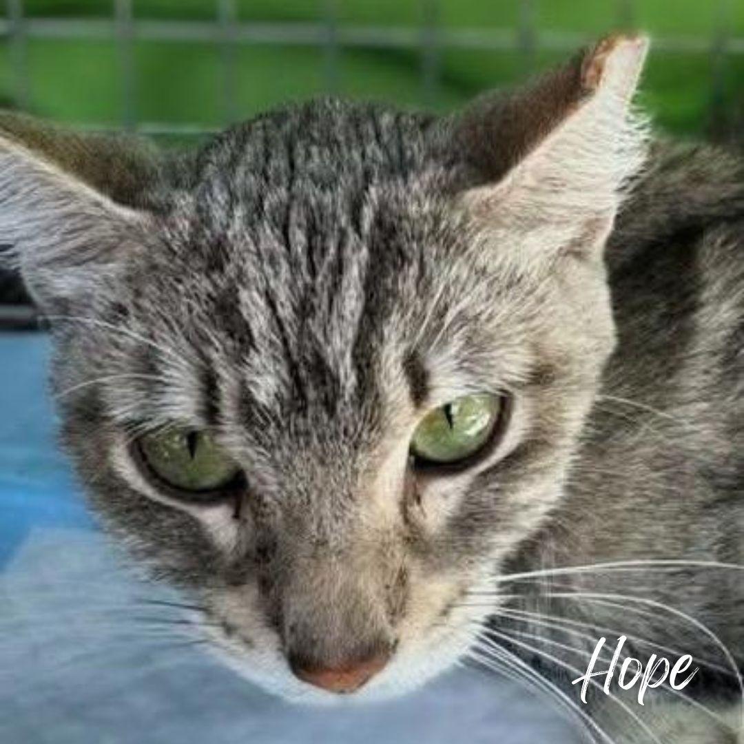 Hope, a Adoptable mixed breed in Janesville, WI image 2/2