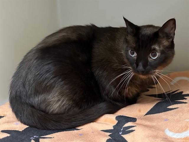 JAKE, Adoptable, Adult Male Siamese.