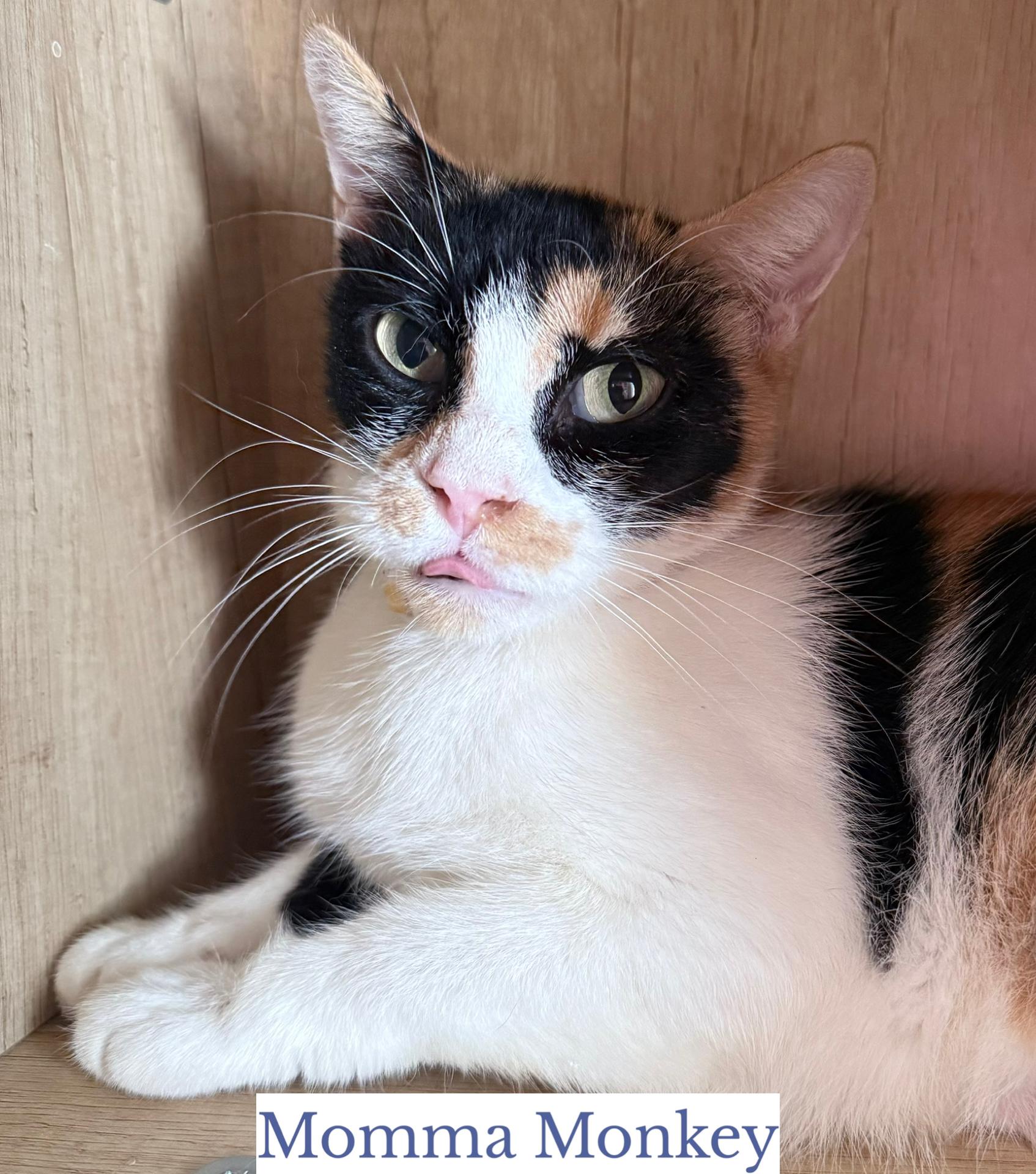 Momma Monkey, Adoptable, Adult Female Domestic Short Hair.