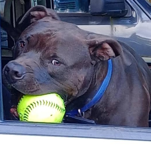 Dexter, Adoptable, Adult Male American Bully.