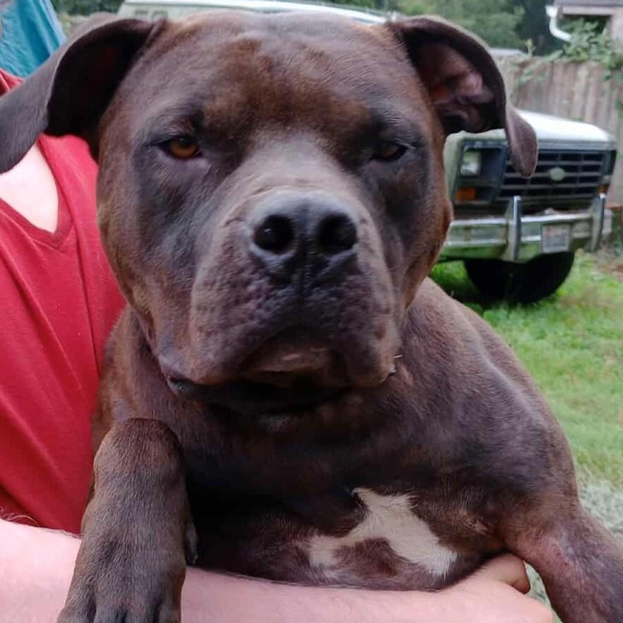 Dexter, Adoptable, Adult Male American Bully.