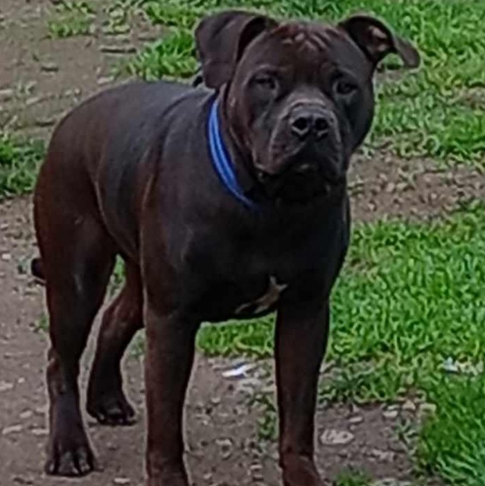 Enlarge Dexter, a Adoptable American Bully in Rochester, WA image 3/5