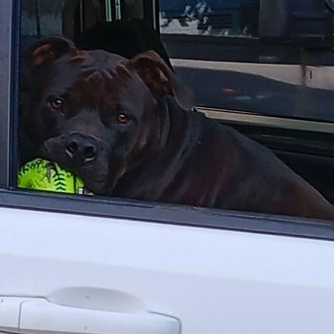 Enlarge Dexter, a Adoptable American Bully in Rochester, WA image 4/5