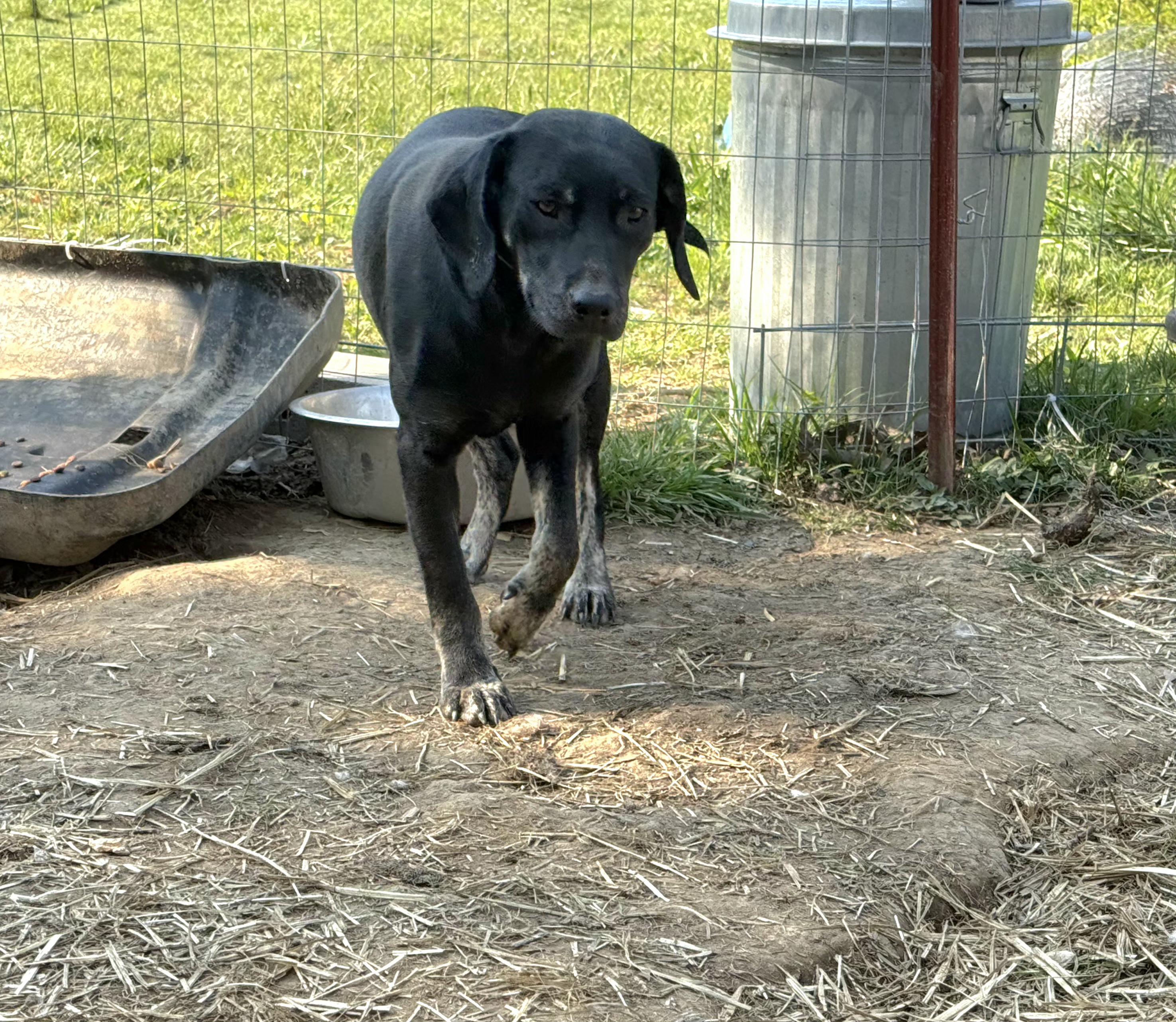Enlarge Sonny, a Adoptable Black and Tan Coonhound in Plano, TX image 2/3