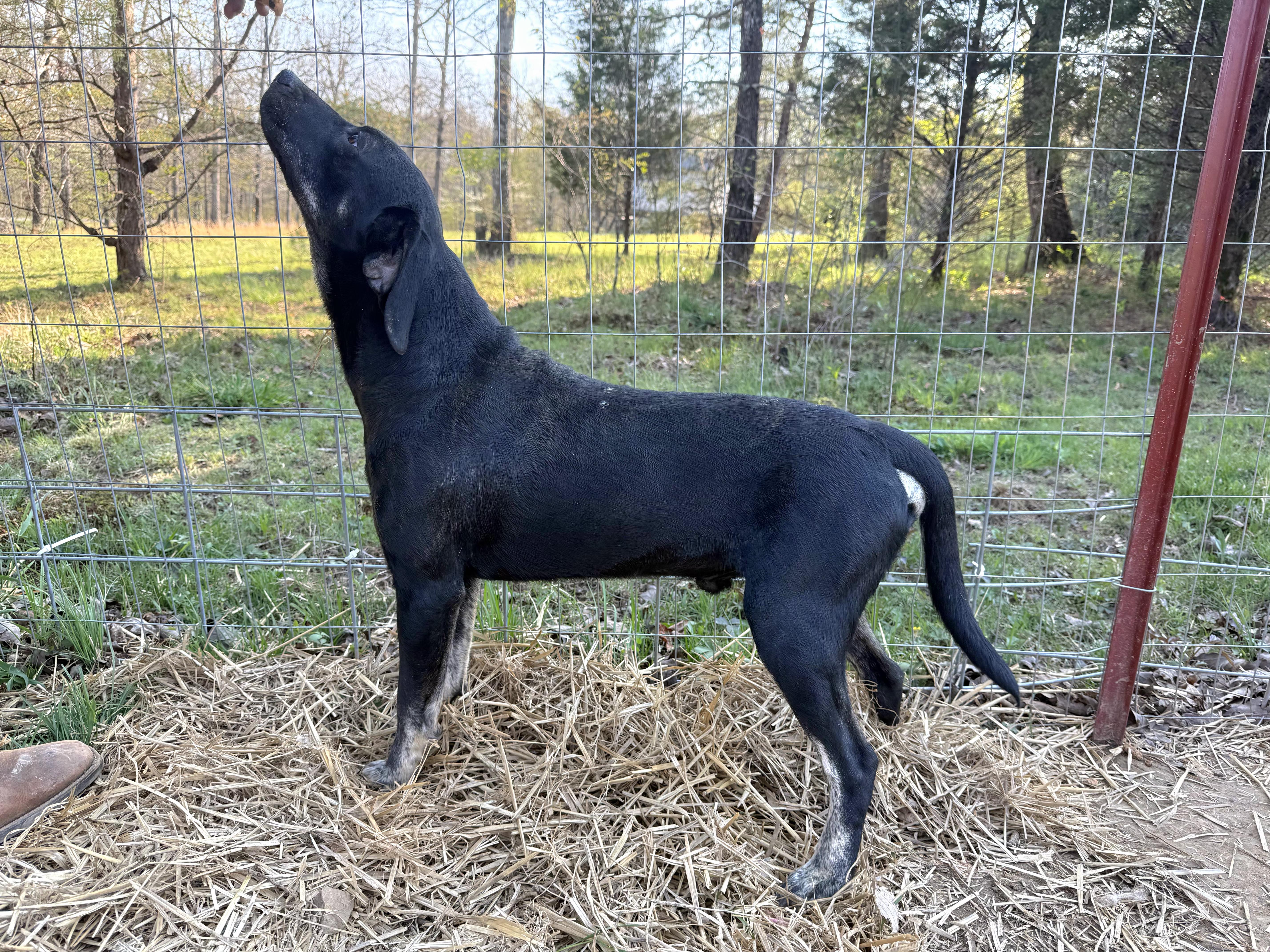 Sonny, Adoptable, Young Male Black and Tan Coonhound.