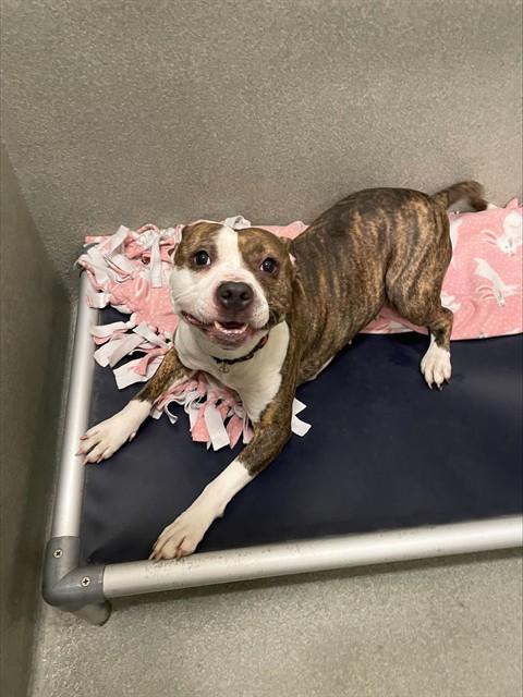 INDIANA, Adoptable, Adult Female Pit Bull Terrier.