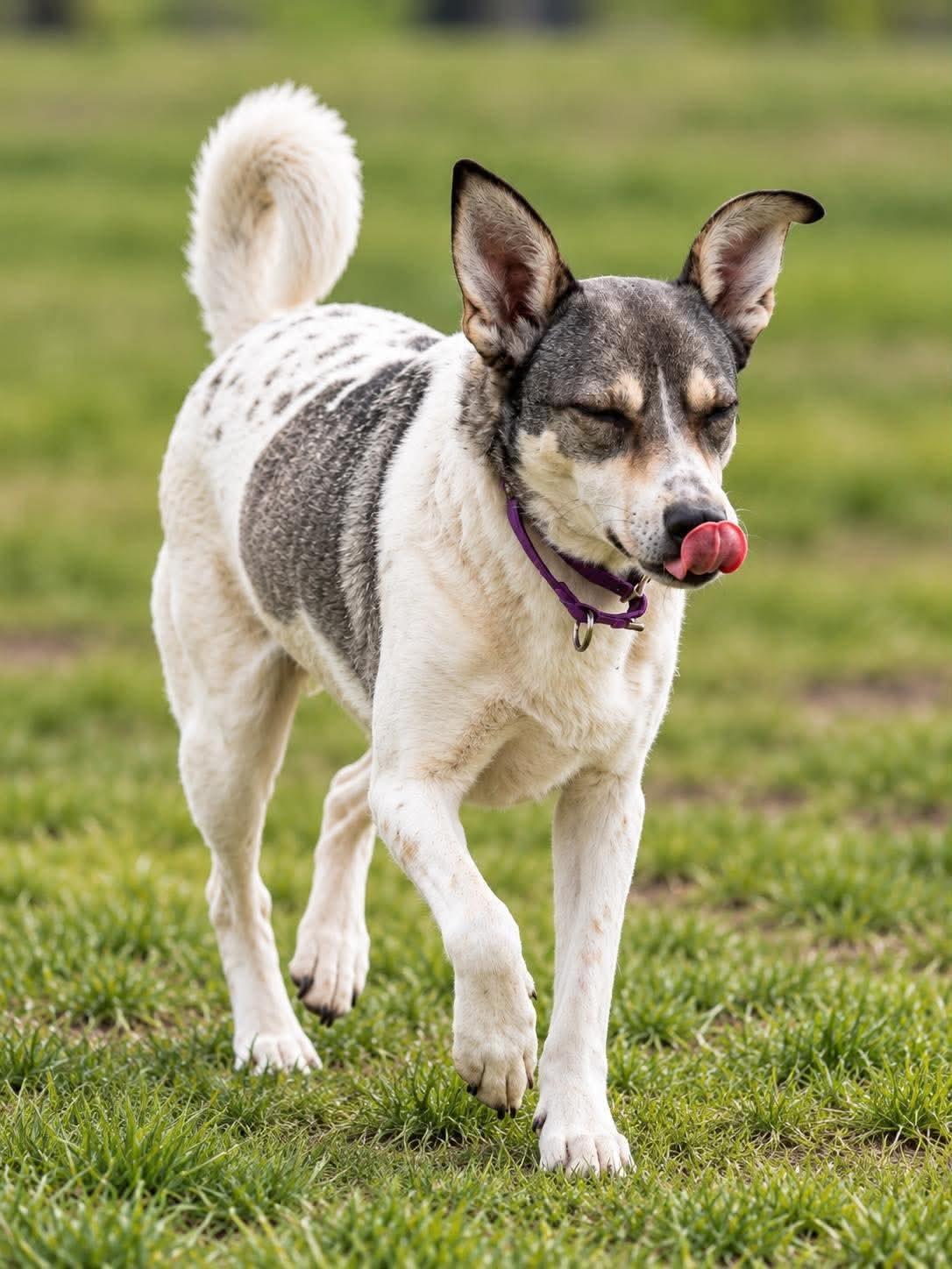 Enlarge Harley, a Adoptable mixed breed in Scarborough, ON image 2/5