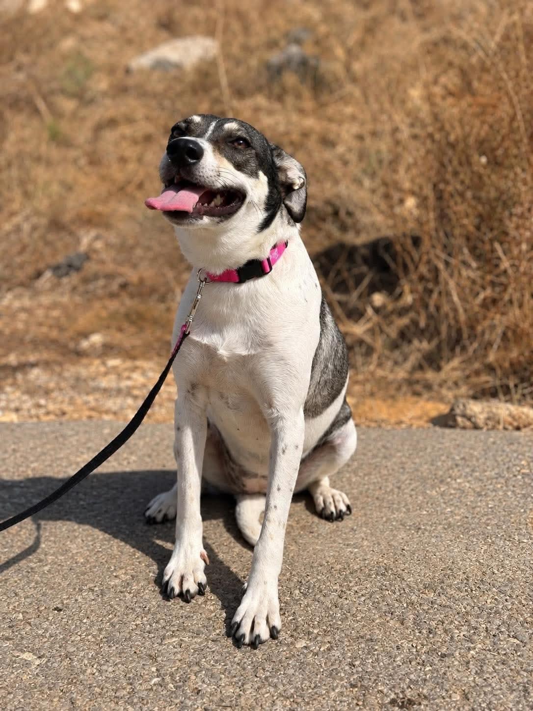 Enlarge Harley, a Adoptable mixed breed in Scarborough, ON image 3/5