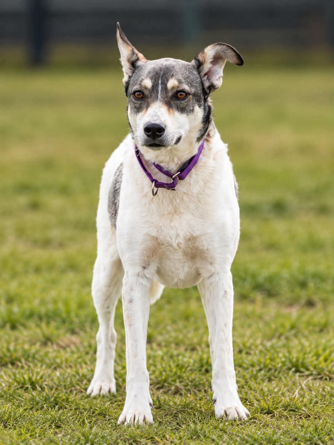 Enlarge Harley, a Adoptable mixed breed in Scarborough, ON image 4/5