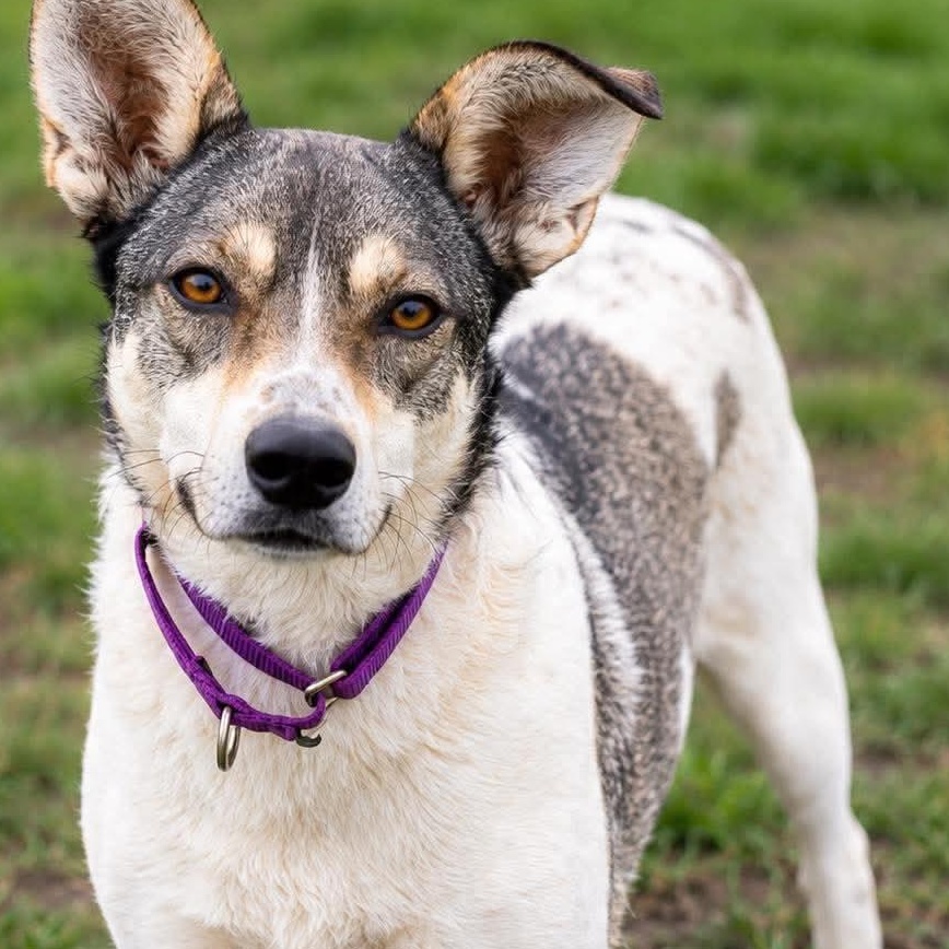 Enlarge Harley, a Adoptable mixed breed in Scarborough, ON image 1/5