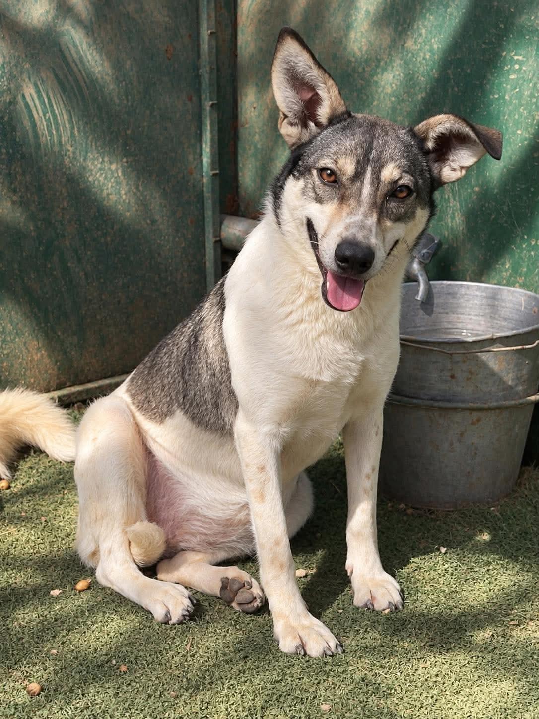 Enlarge Harley, a Adoptable mixed breed in Scarborough, ON image 5/5