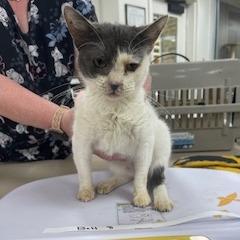 Bell 8- Dolores, a Adoptable Domestic Short Hair in Donalsonville, GA image 1/3