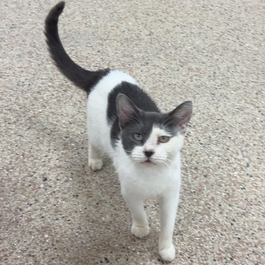 Bell 8- Dolores, a Adoptable Domestic Short Hair in Donalsonville, GA image 2/3