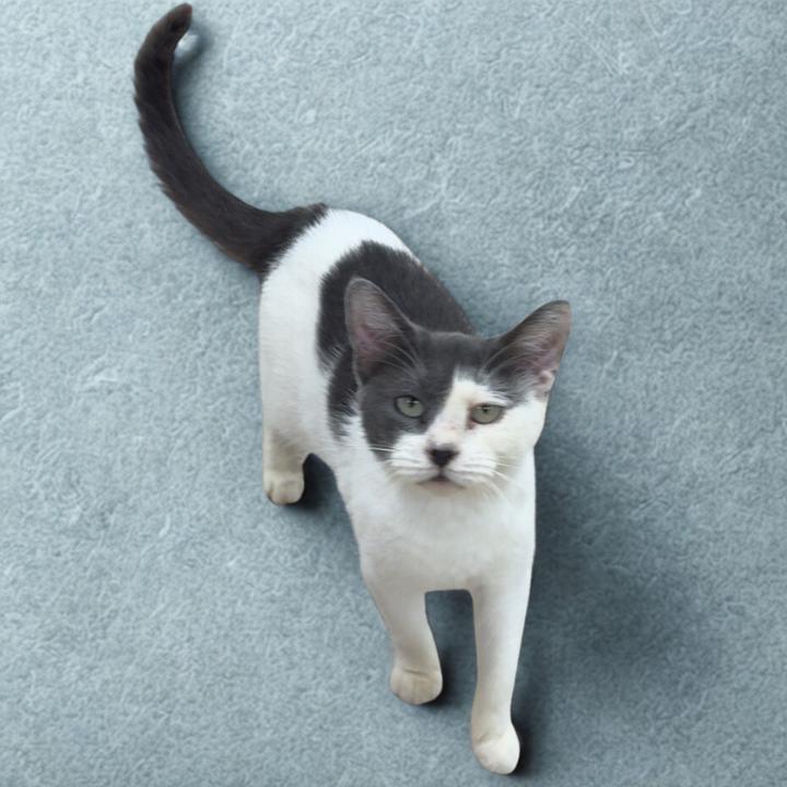 Bell 8- Dolores, a Adoptable Domestic Short Hair in Donalsonville, GA image 3/3