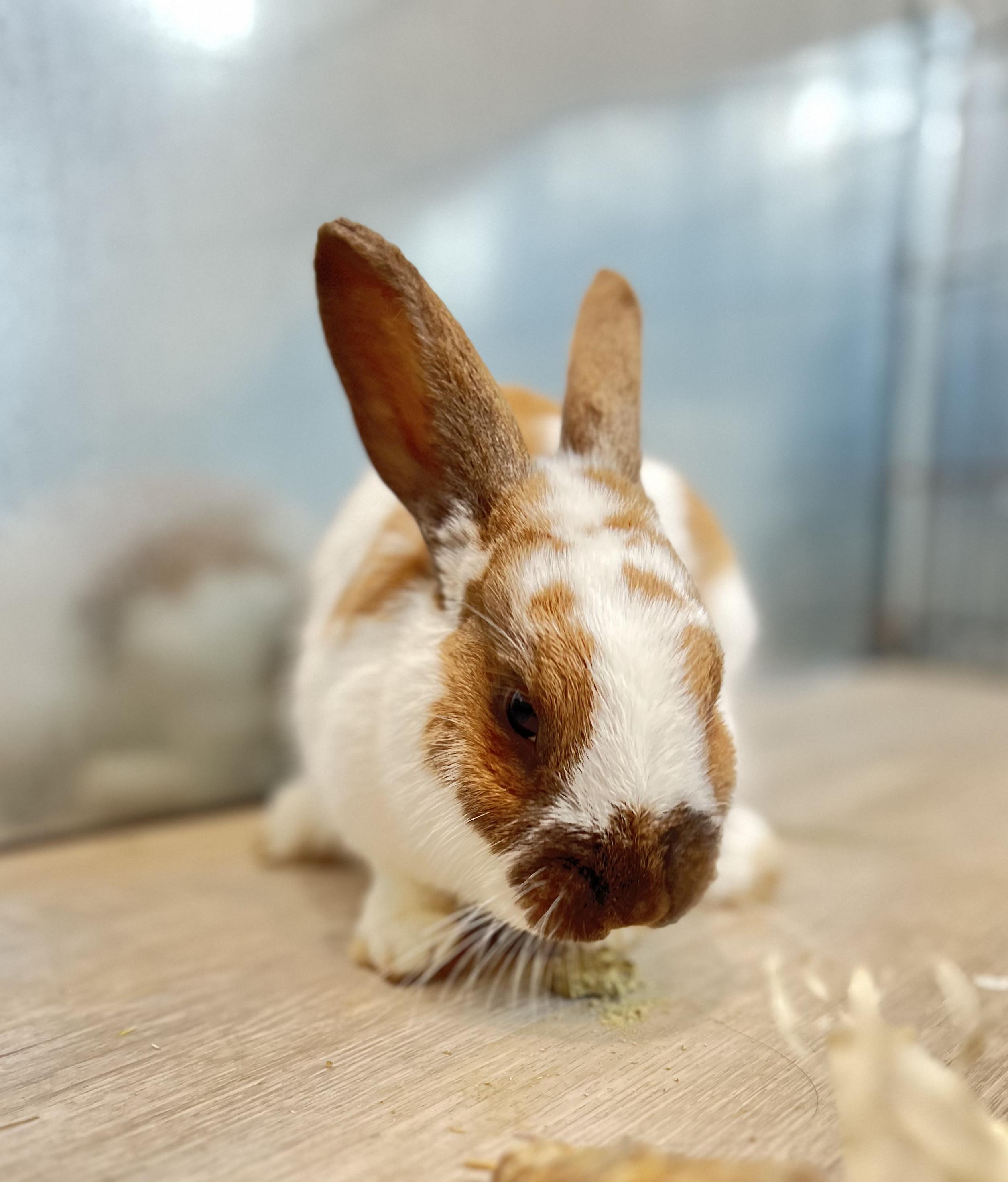 Enlarge Clover, an adopted Bunny Rabbit in Ferndale, WA image 3/5