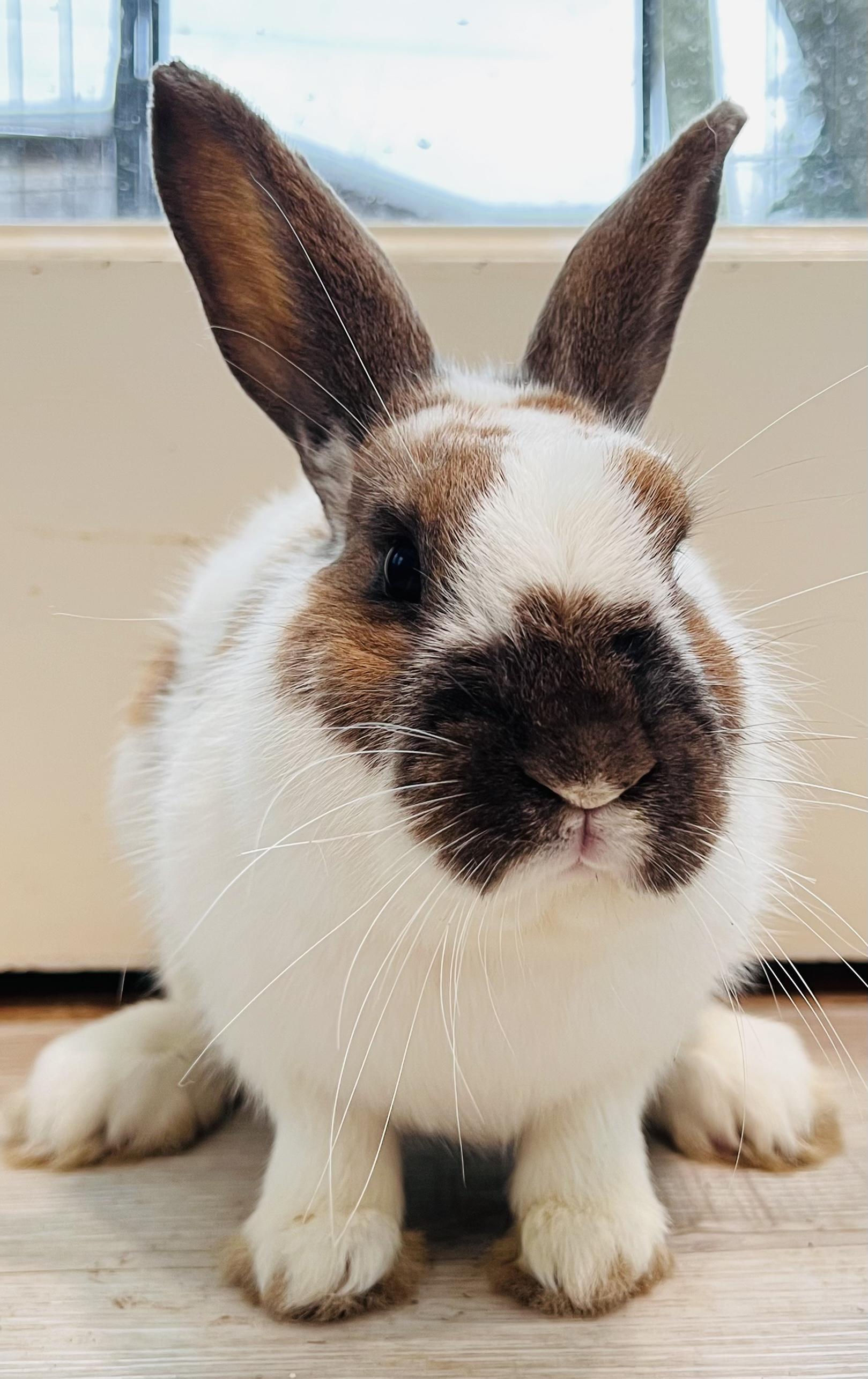 Clover, ADOPTABLE, Young Male Bunny Rabbit.