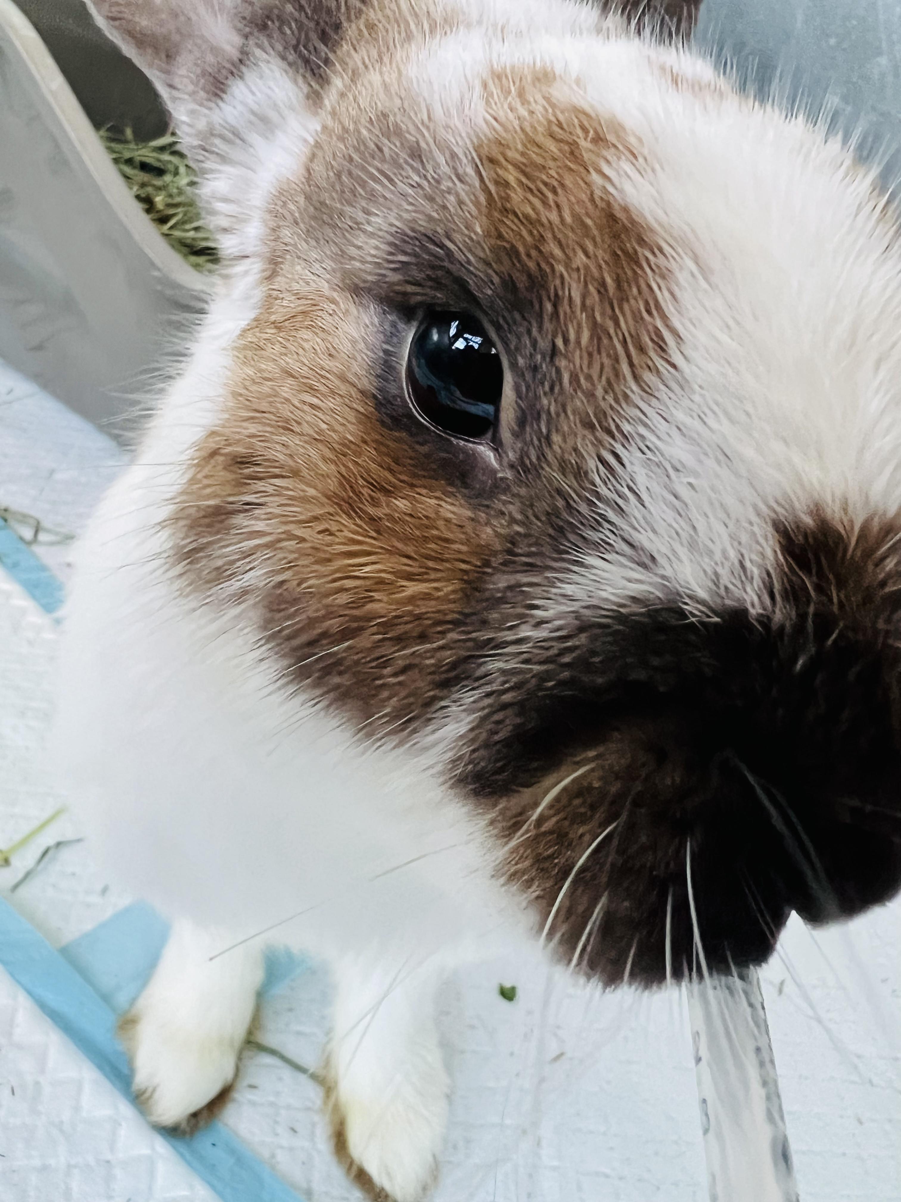 Enlarge Clover, an adopted Bunny Rabbit in Ferndale, WA image 2/5