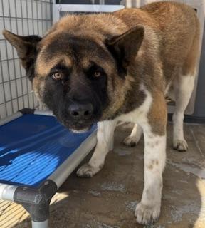 Enlarge KUMA, a Adoptable Akita in Lathrop, CA image 1/1