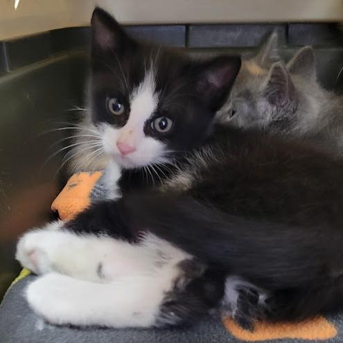 Enlarge Murray, a Adoptable Domestic Short Hair in Grand Island, NE image 1/1