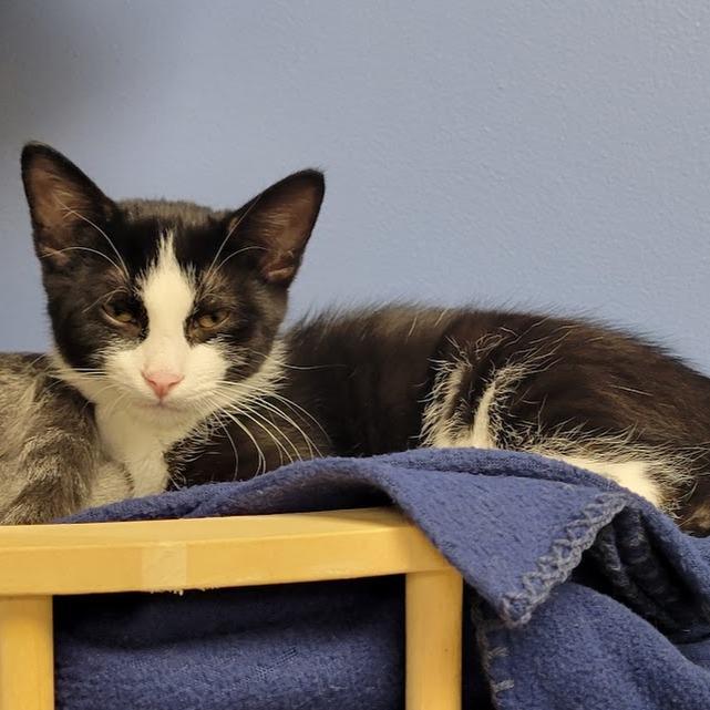Murray, a Adoptable Domestic Short Hair in Grand Island, NE image 2/3