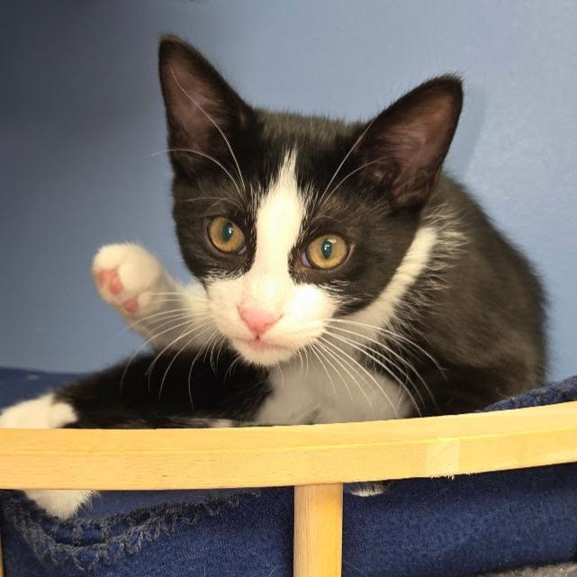 Murray, a Adoptable Domestic Short Hair in Grand Island, NE image 3/3