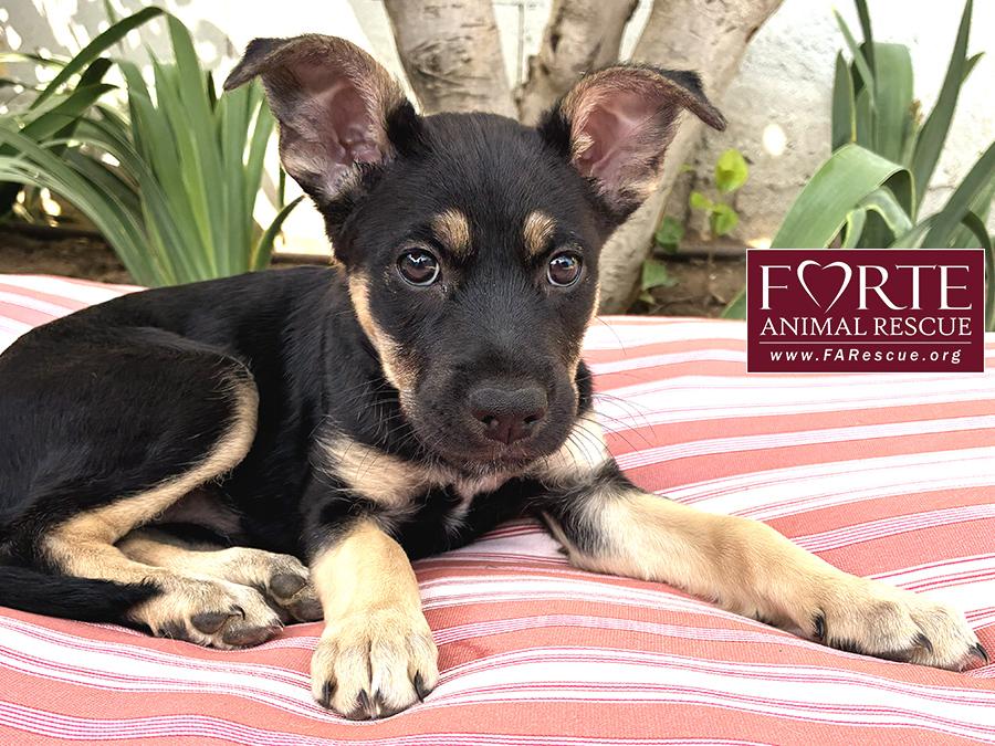 Alice, Adoptable, Puppy Female German Shepherd Dog & Belgian Shepherd / Malinois.