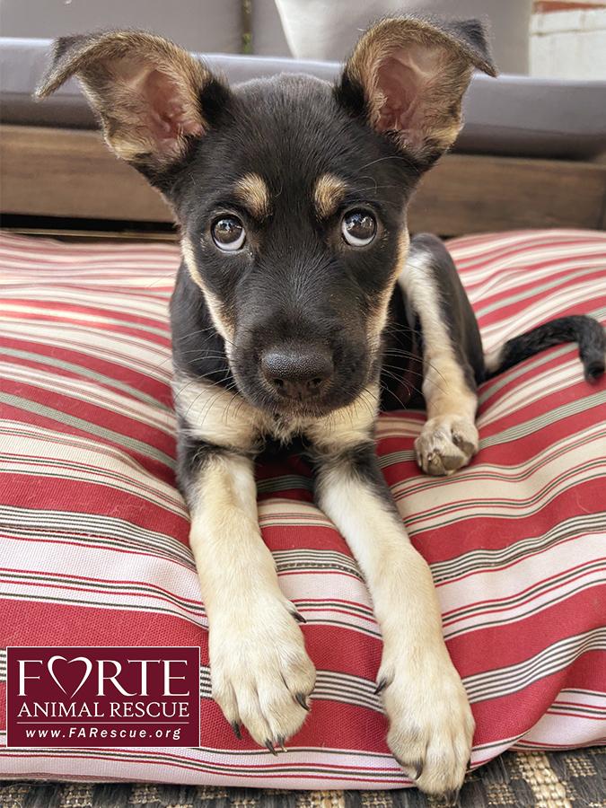 Enlarge Alice, a Adoptable mixed breed in Marina Del Rey, CA image 2/2