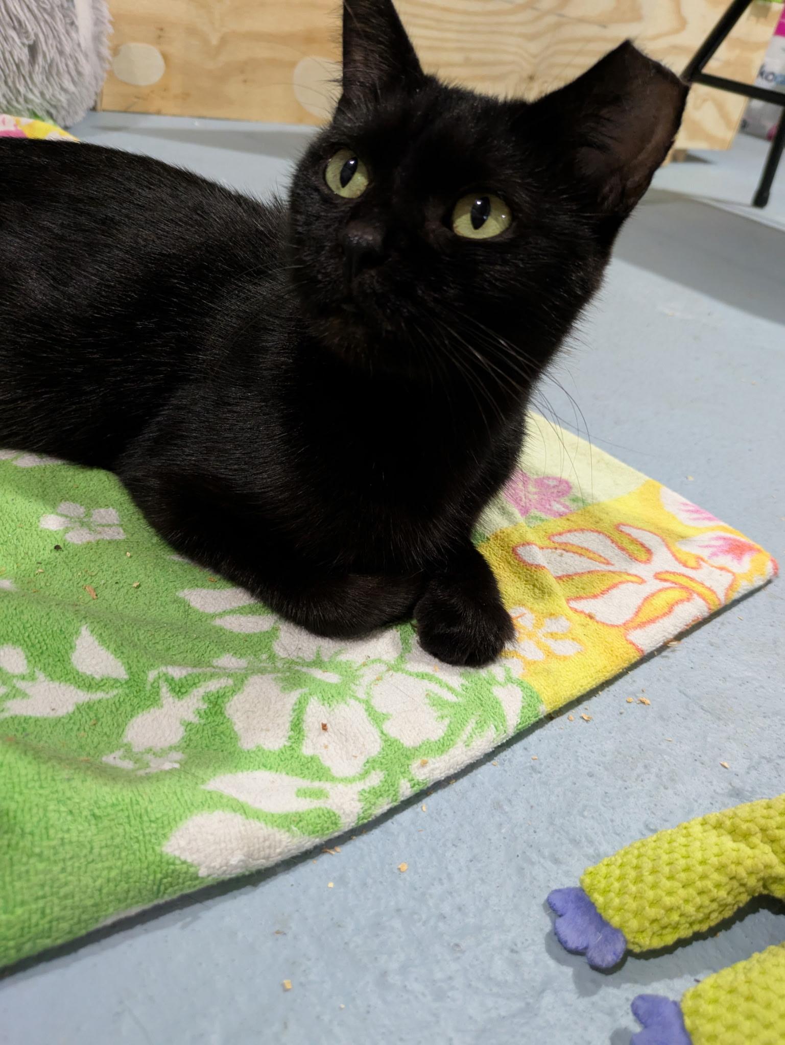 Enlarge Mars, a Adoptable Domestic Short Hair in Columbus, OH image 4/6