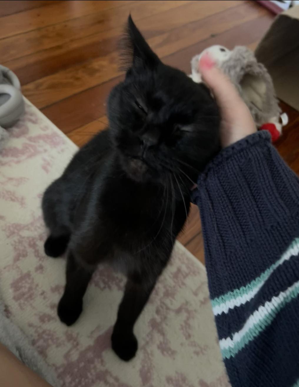 Enlarge Mars, a Adoptable Domestic Short Hair in Columbus, OH image 6/6