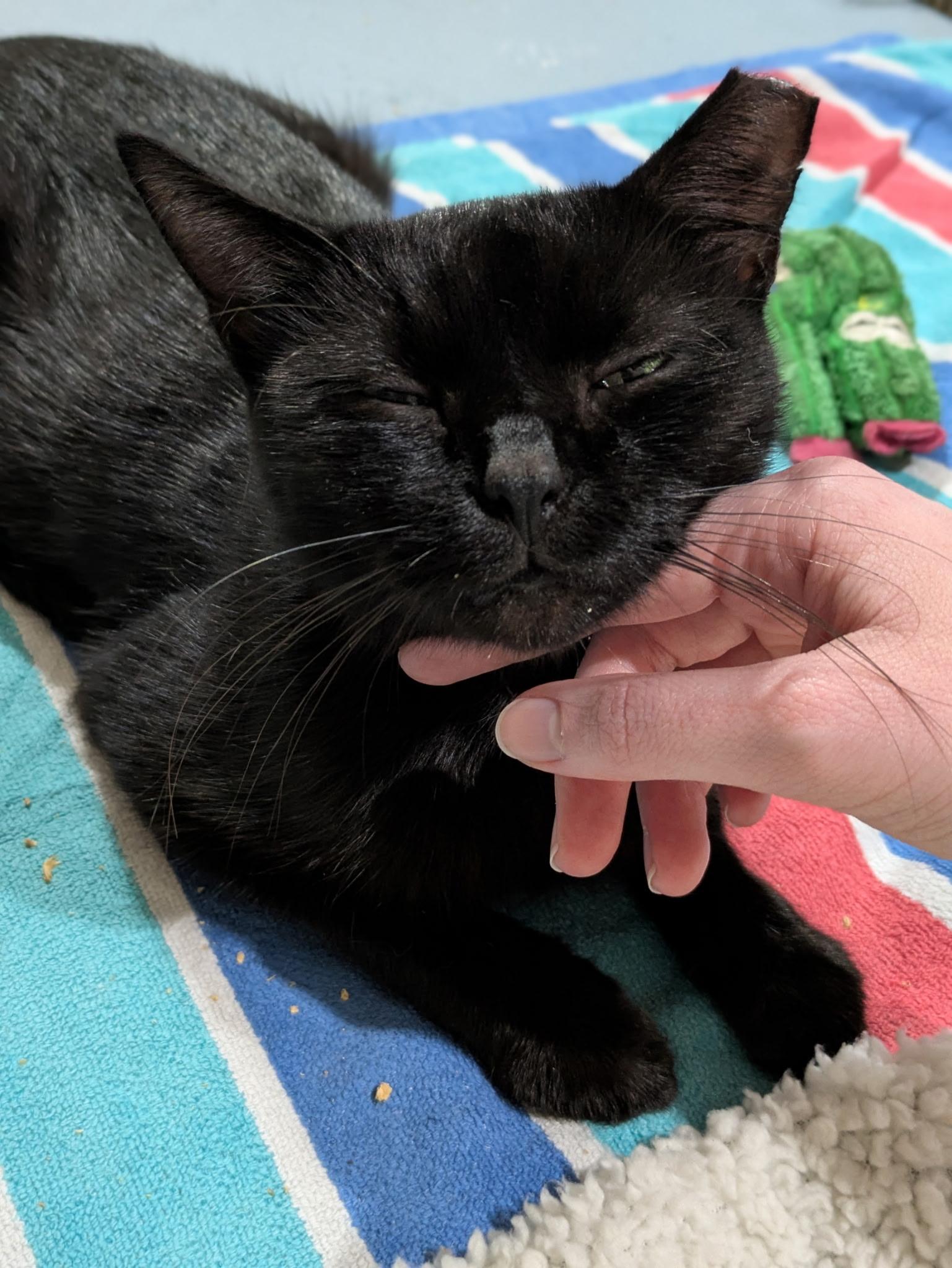 Enlarge Mars, a Adoptable Domestic Short Hair in Columbus, OH image 2/6