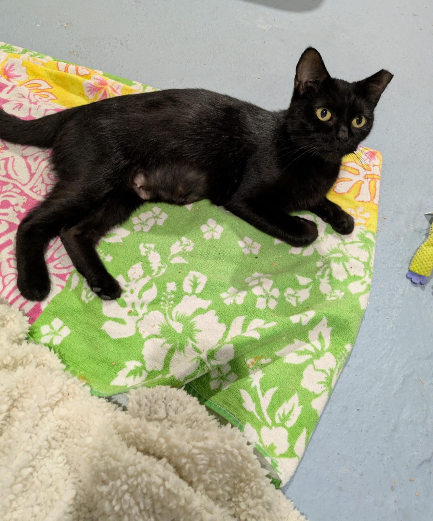 Enlarge Mars, a Adoptable Domestic Short Hair in Columbus, OH image 5/6