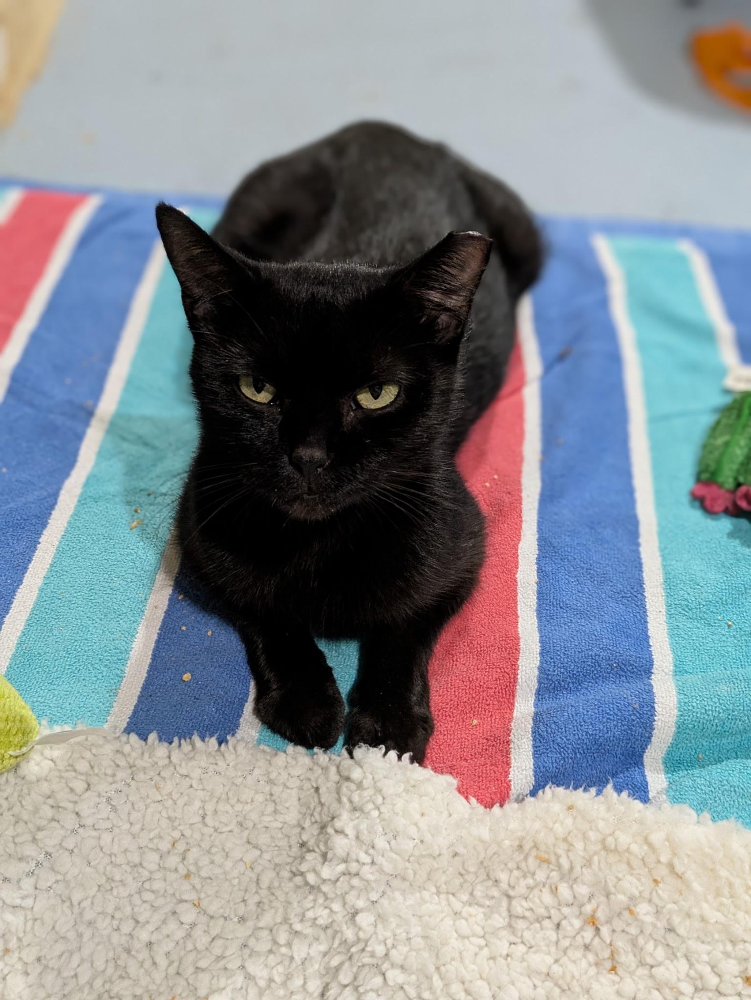 Mars, Adoptable, Young Female Domestic Short Hair.