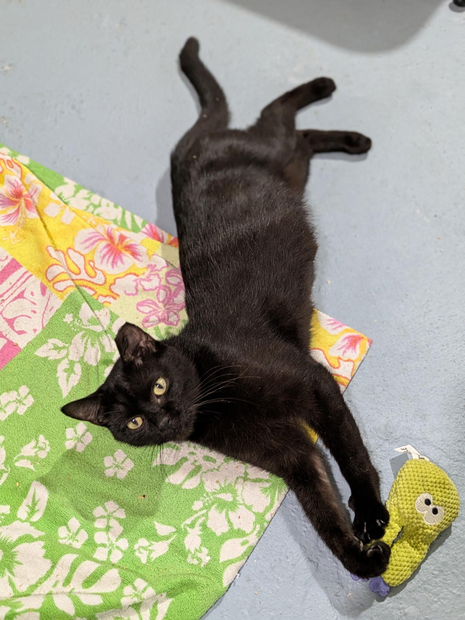 Enlarge Mars, a Adoptable Domestic Short Hair in Columbus, OH image 6/6