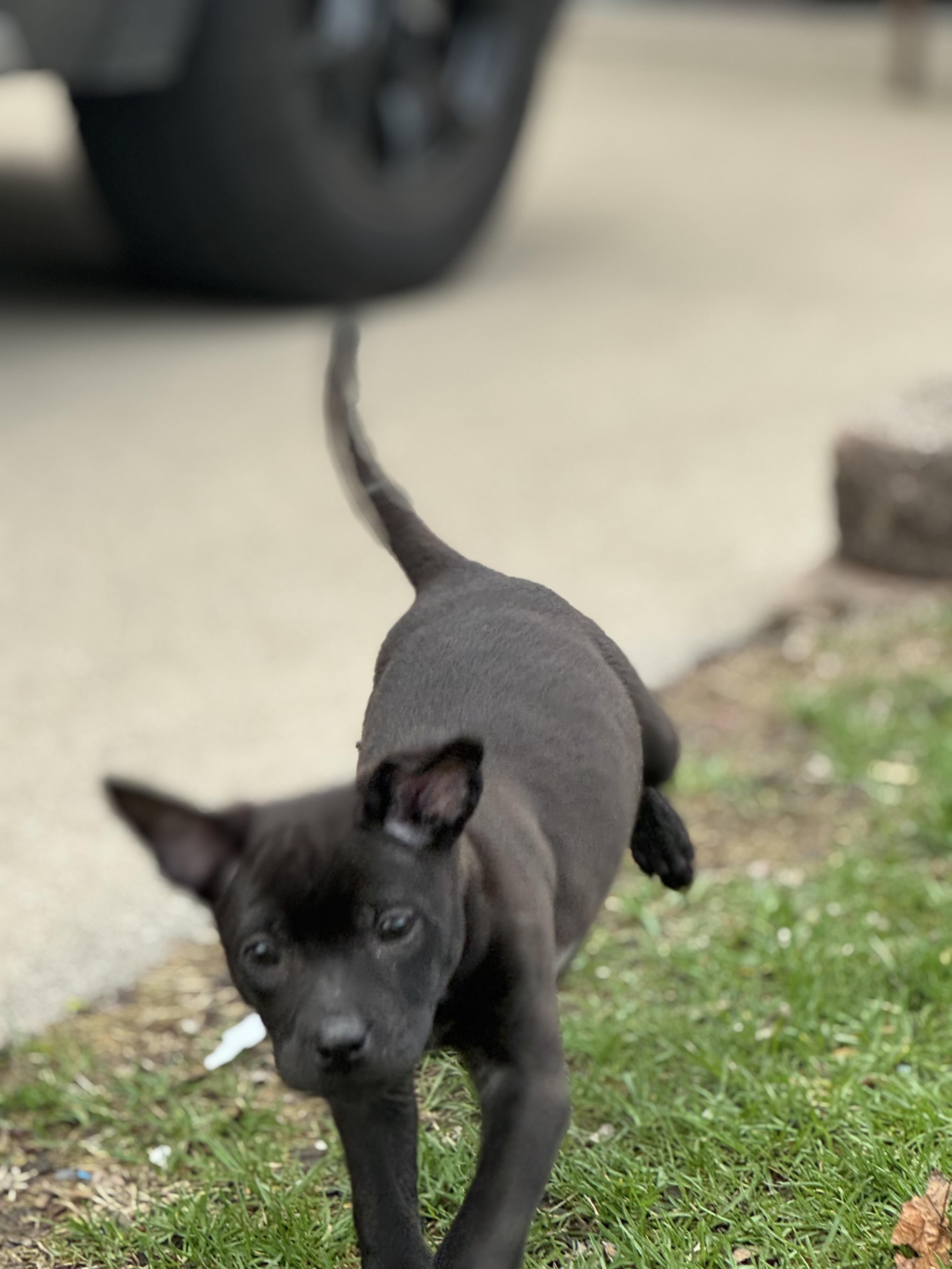 Enlarge Esme, an adoptable mixed breed in Homewood, IL image 2/2