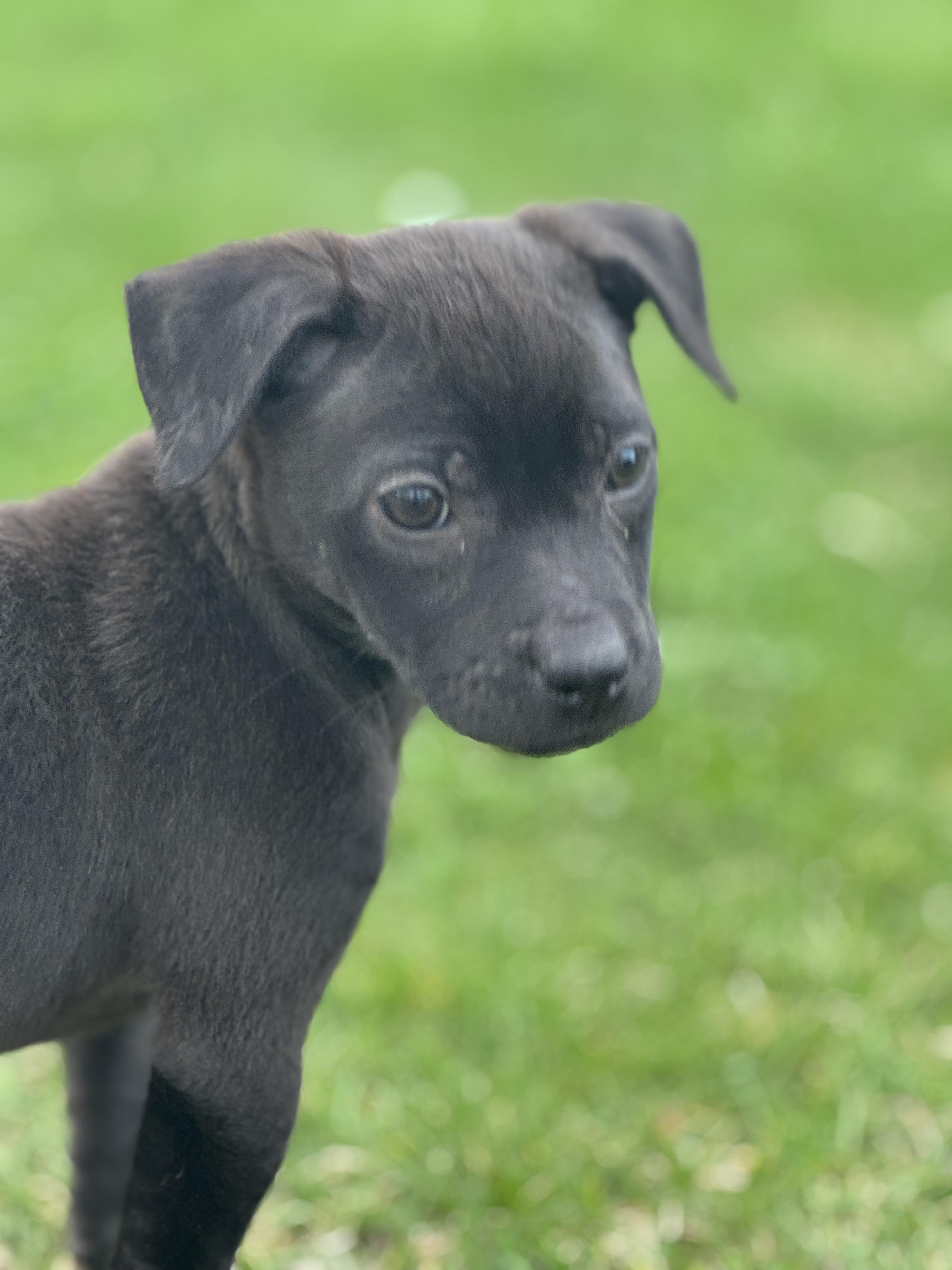 Enlarge Esme, an adoptable mixed breed in Homewood, IL image 1/2