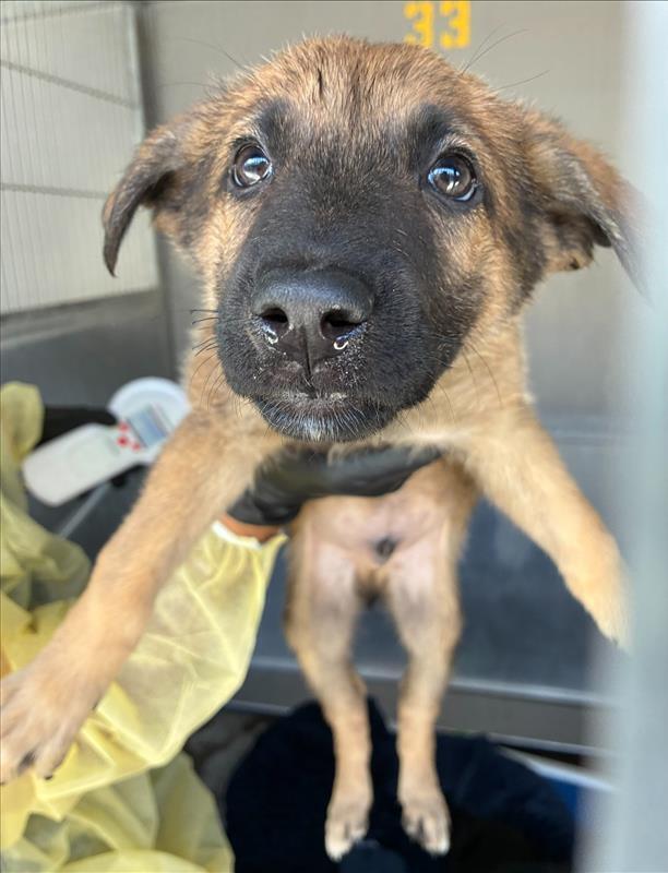 Mikey - 26129, Adoptable, Puppy Male German Shepherd Dog.
