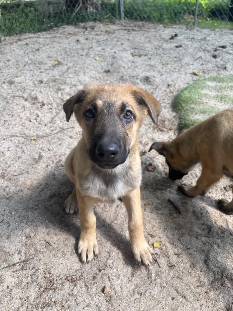 Enlarge Mikey - 26129, a Adoptable mixed breed in Armonk, NY image 2/2