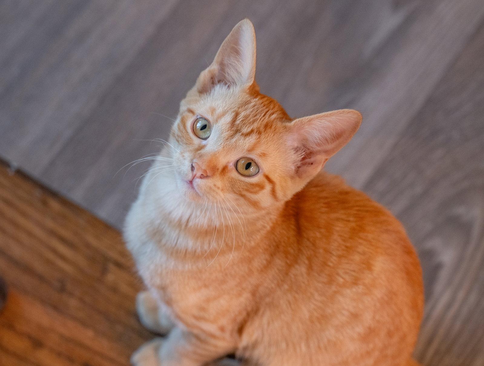 Andromeda, Adoptable, Young Female Tabby.