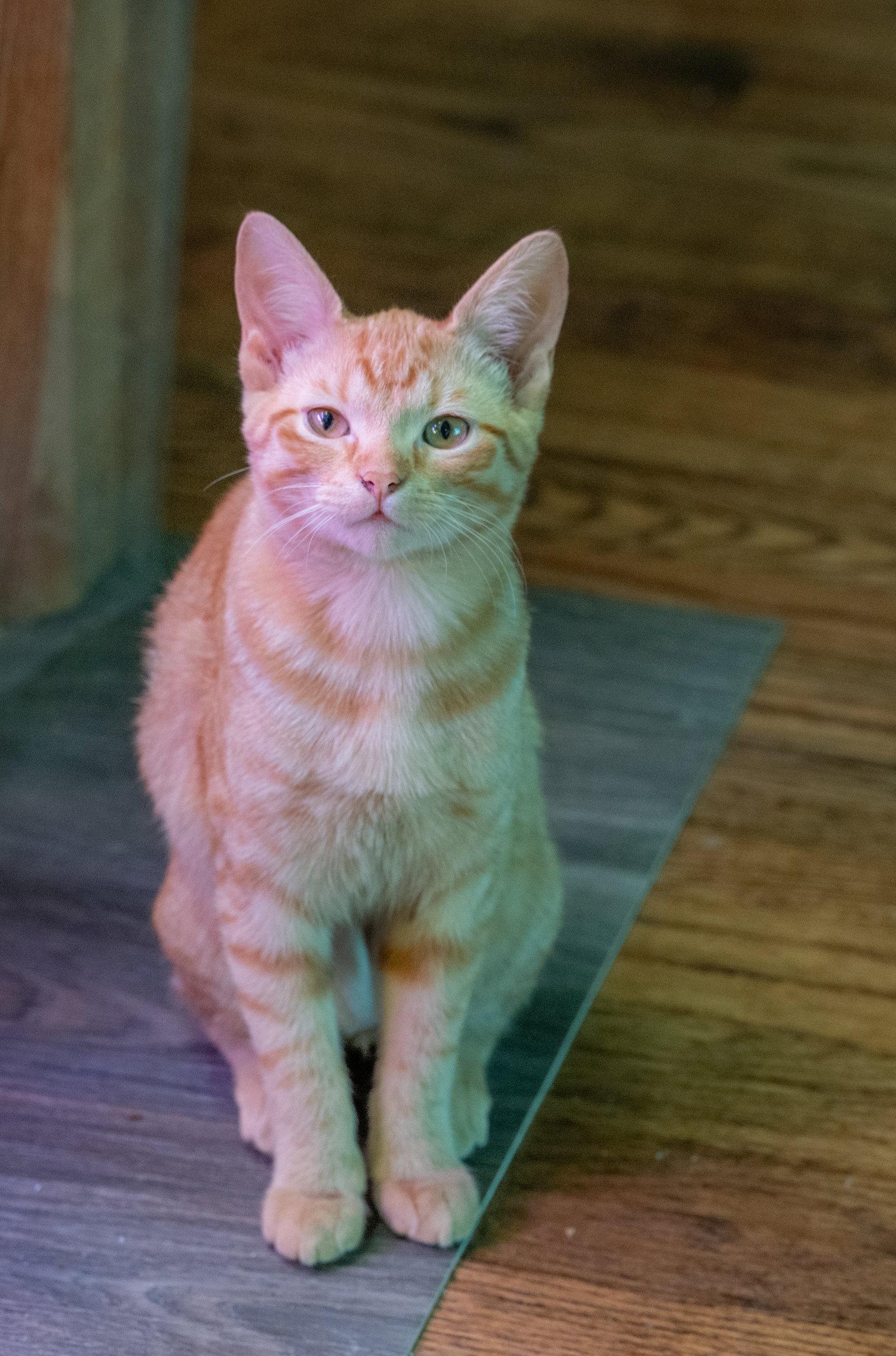 Enlarge Andromeda, a Adoptable Tabby in McKinney, TX image 2/3