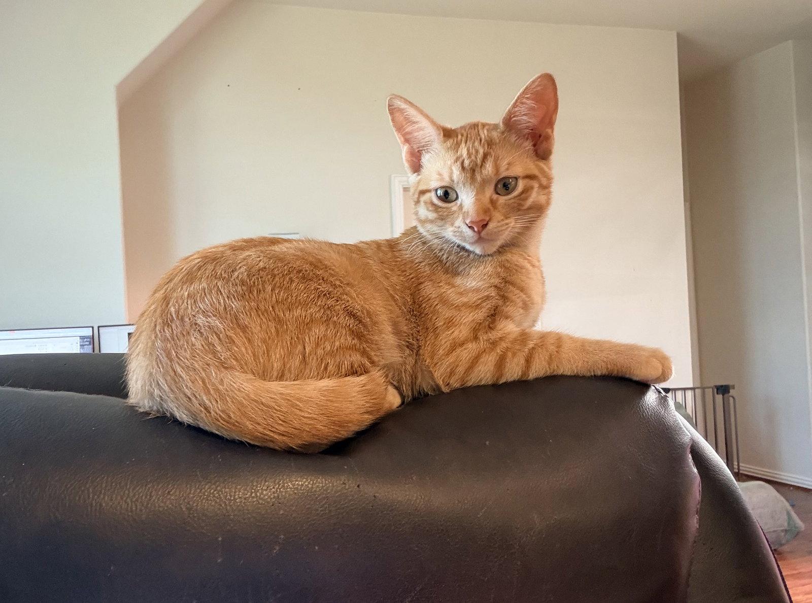 Enlarge Andromeda, a Adoptable Tabby in McKinney, TX image 3/3