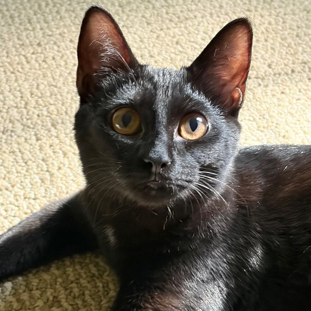 Enlarge Wednesday, a Adoptable Domestic Short Hair in Greensboro, GA image 1/4