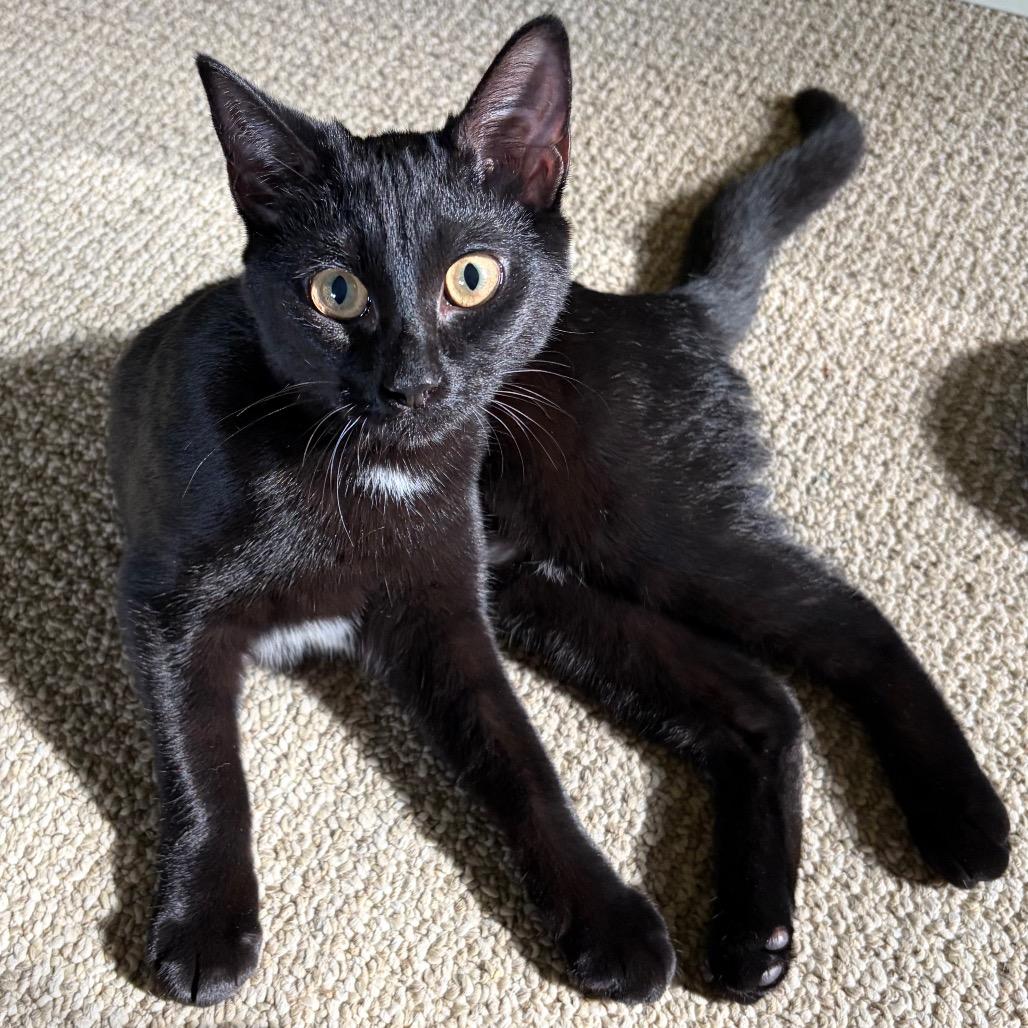 Enlarge Wednesday, a Adoptable Domestic Short Hair in Greensboro, GA image 2/4