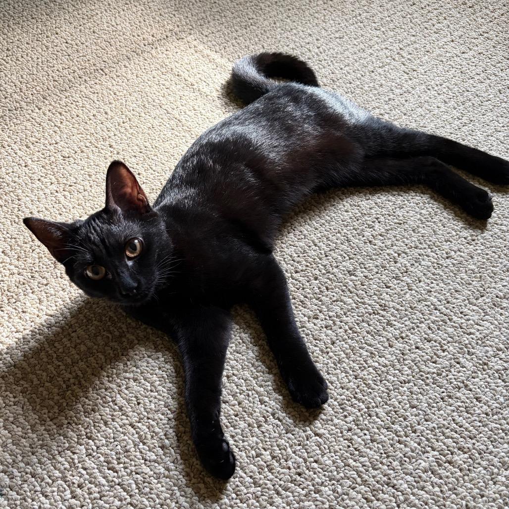 Enlarge Wednesday, a Adoptable Domestic Short Hair in Greensboro, GA image 3/4