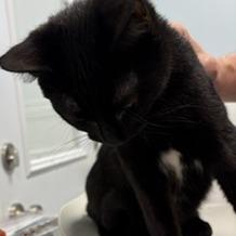 Enlarge Wednesday, a Adoptable Domestic Short Hair in Greensboro, GA image 4/4