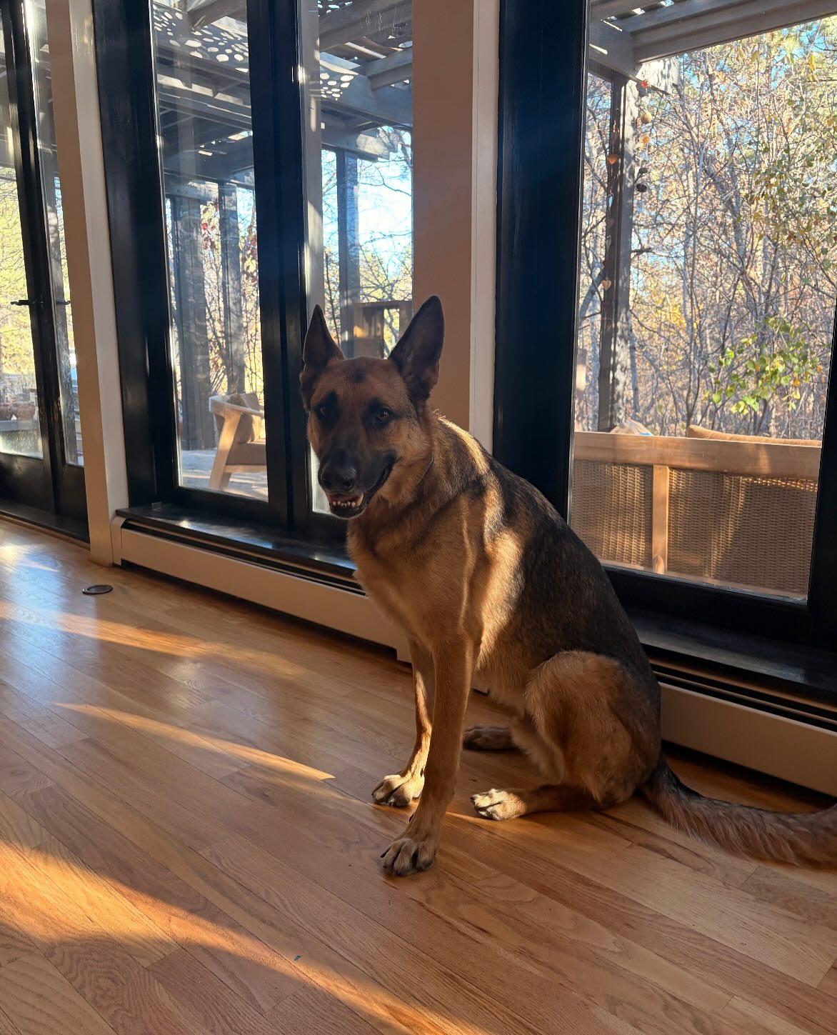 Enzo Barkley, a Adoptable German Shepherd Dog in Lakewood, CO image 1/3