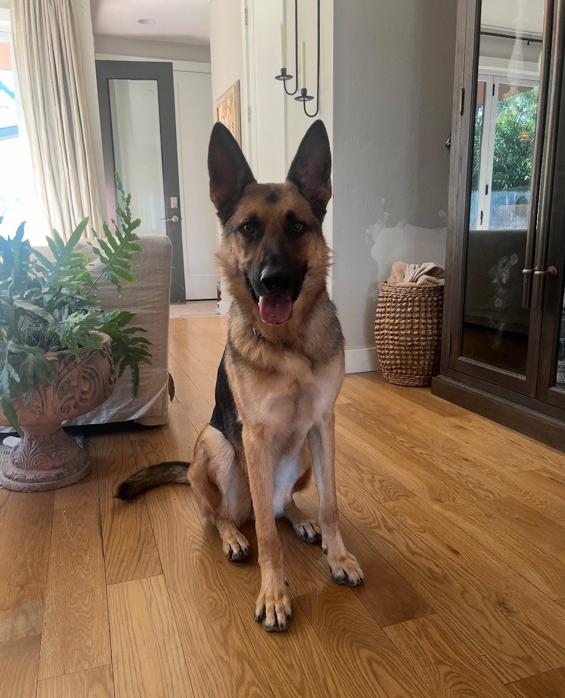 Enzo Barkley, a Adoptable German Shepherd Dog in Lakewood, CO image 2/3