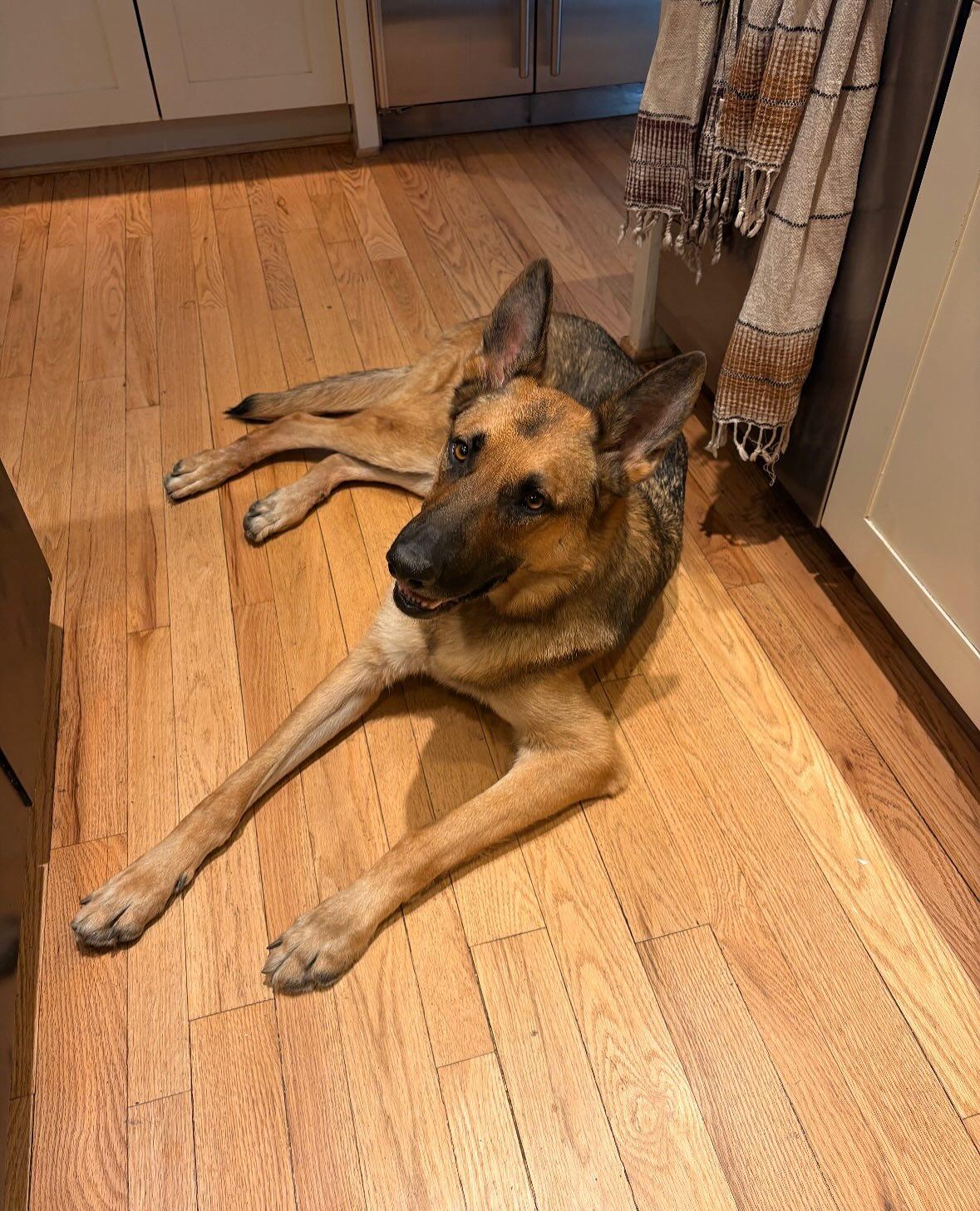 Enzo Barkley, a Adoptable German Shepherd Dog in Lakewood, CO image 3/3