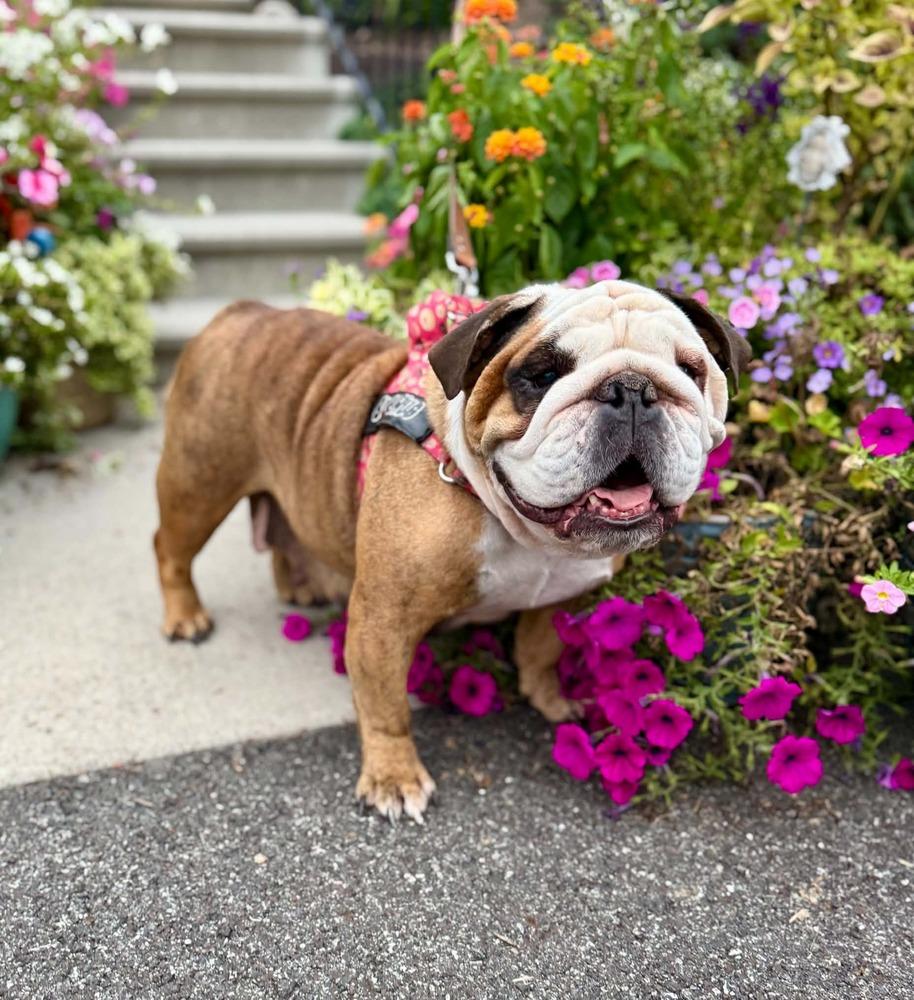 Cutie Cupcake, Adoptable, Adult Female English Bulldog.